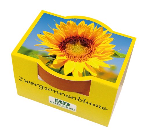 Mini-Pflanzset Zwergsonnenblume