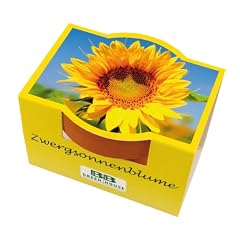 Mini-Pflanzset Zwergsonnenblume
