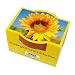 Mini-Pflanzset Zwergsonnenblume