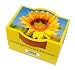 Mini-Pflanzset Zwergsonnenblume