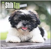 Shih Tzu Puppies 2015 Square 12x12 (Multilingual Edition)