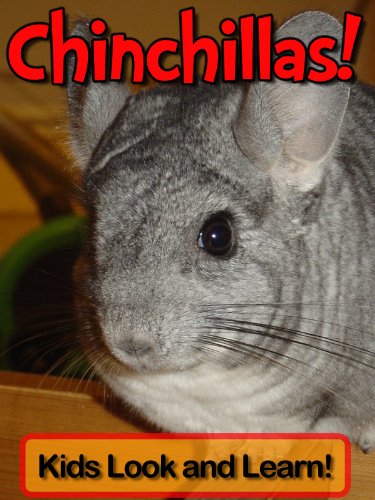 Chinchillas! Learn About Chinchillas and Enjoy Colorful Pictures - Look and Learn! (50+ Photos of Chinchillas)