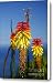 Torch lily Canvas Print / Canvas Art - Artist Gaspar Avila