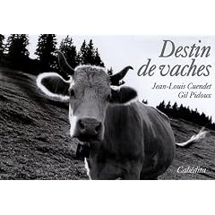 Destin de vaches
