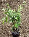 Oriental Weeping Fig Tree -Ficus- Bonsai or House Plant
