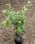 Oriental Weeping Fig Tree - Ficus - Bonsai or House Plant - 4" Pot