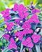 Concord Grape Spiderwort