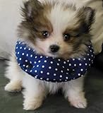 Puppy Bumper - Keep Your Dog on the Safe Side of the Fence -Navy Dot -10-13"