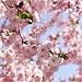 Japanische Blüten- und Zierkirsche (Prunus serulata) 30 Korn