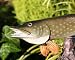 Taxidermy 16" Fiberglass Northern Pike Fish Statue