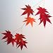 Japanese Maple