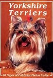 Yorkshire Terriers