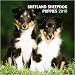 sheepdog11 - Shetland Sheepdog Puppies 2010 Mini Wall Calendar
