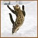 Healthy Cat: A Year of Healthy Tips for Your Furry Friends 2012 Wall Calendar