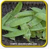 Sugar Pod Pea Seeds - 'Mammoth Melting Sugar' Vegetable Seed Packet (400 Seeds)