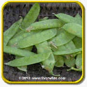 1 Lb Sugar Pod Pea Seeds - 'Mammoth Melting Sugar' Bulk Vegetable Seeds