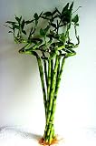Betterdecor-10 Stalks of 18 Inches Spiral Lucky Bamboo, Exclusive Design By Betterdecor