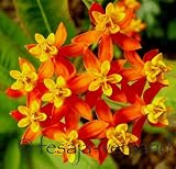 Eigenschaften fesaja-versand  / Seidenpflanze, Schmetterlingspflanze / Asclepias curassavica (Saatgut, Samen)