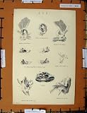 Antique Print C1800-1870 Ear Human Body Anatomy Cochlea