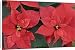 Canvas Prints of Red Poinsettia from Danita Delimont