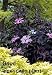 Black Beauty Elderberry - Sambucus - NEW - HARDY