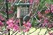 Birds Choice Recycled Single Cake Tail Prop Suet Bird Feeder with Hanging Cable