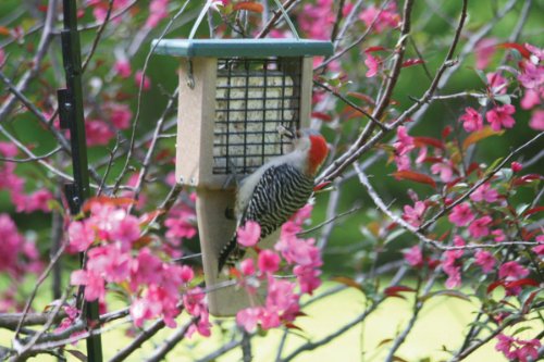 Birds Choice Recycled Single Cake Tail Prop Suet Bird Feeder with Hanging Cable