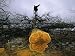 A Man Holding a Chainsaw Stands Atop a Felled Osage Orange Tree Photographic Poster Print by Joel Sartore, 30x40