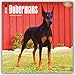 Dobermans 2016 Square 12x12