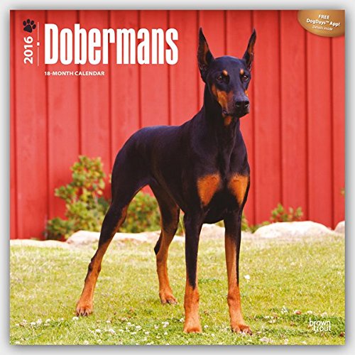 Dobermans 2016 Square 12x12