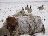 GHG Ground Force Hunting Dog Blind Snow Cover by GreenHead Gear