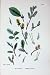 Botany Plants C1902 Ambigous Sallow Salix Ambigua