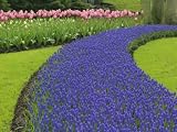 51rYqISQb5L. SL160  Pattern of tulips and grape hyacinth flowers, Keukenhof Gardens, Lisse, Netherlands, Holland Floral & Botanical Photographic Poster Print by Adam Jones, 30x40