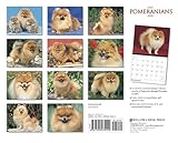 Just Pomeranians 2008 Calendar (Just)-