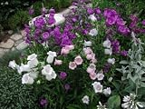500 CAMPANULA Canterbury Bells Cup and Saucer Flower Seed Mix