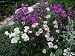 500 CAMPANULA Canterbury Bells Cup and Saucer Flower Seed Mix
