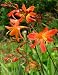 Crocosmia 'Carmin Brilliant' - Montbretia Crocosmia 'Carmin Brilliant' - Montbretia
