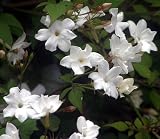 True White Jasmine Plant - VERY FRAGRANT - White Flower