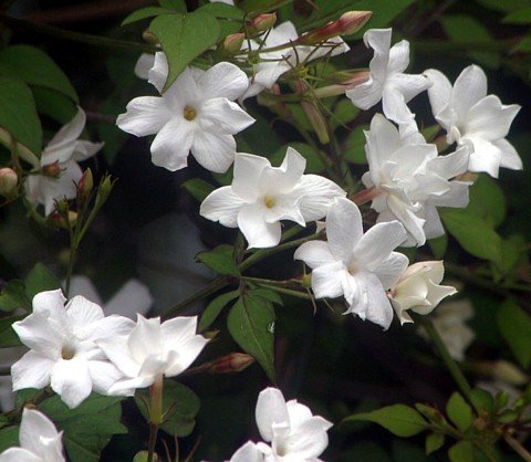 True White Jasmine Plant - VERY FRAGRANT - White Flower