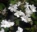 True White Jasmine Plant - VERY FRAGRANT - White Flower