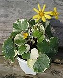 ツワブキ：浮雲錦4号ポット [安定した白斑の人気石蕗]