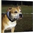 staffordshire bull terrier coat