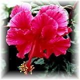 Hibiscus Trees Package of 3 Live Starter Plants Pride of Hankins Carnation Double Tropical Hibiscus