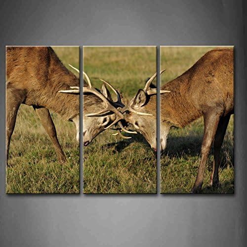 Canval prit painting 3 Panel Wall Art Two Young Red Deer Fighting And Sparring For A Mate Grassland Pictures Print On Canvas Animal The Picture piece