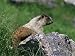 Hoary Marmot (Marmotta Caligata), Banff National Park, Alberta, Canada, North America...