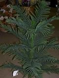 3' NORFOLK PINE TREE