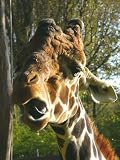 Produkt-Bild: Giraffen Mauspad (320)