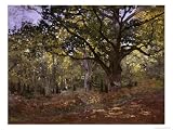 Bodmer Oak, Fontainbleau Forest Giclee Poster Print by Claude Monet, 32x24