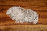 Strung Silver Pheasant Body Feathers ::: Fly Tying Material