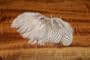 Strung Silver Pheasant Body Feathers